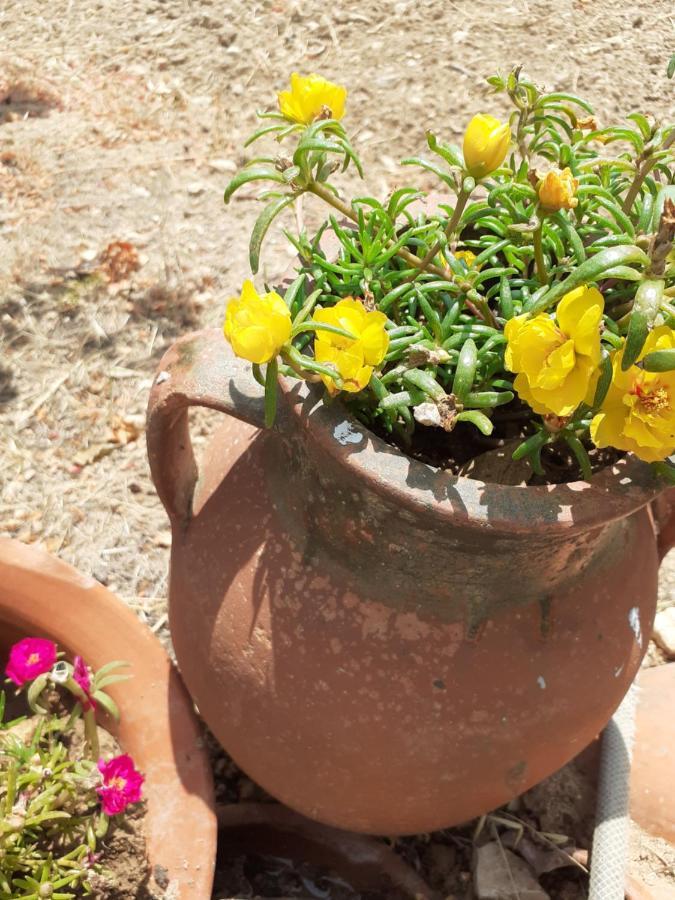 Monolia Masticha Village Apartments & Studios מראה חיצוני תמונה